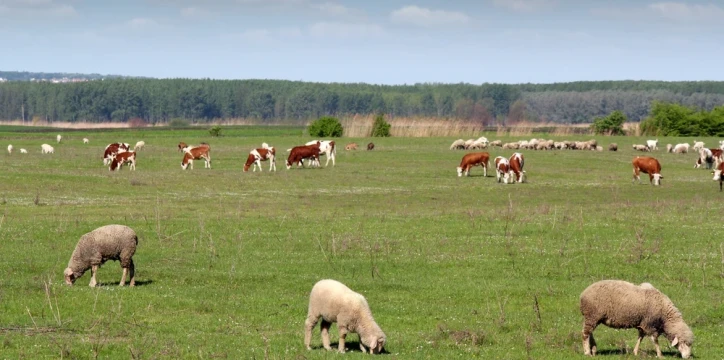 shutterstock 101096449